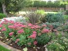 Mixed border with Sedum spectabile and Phormium